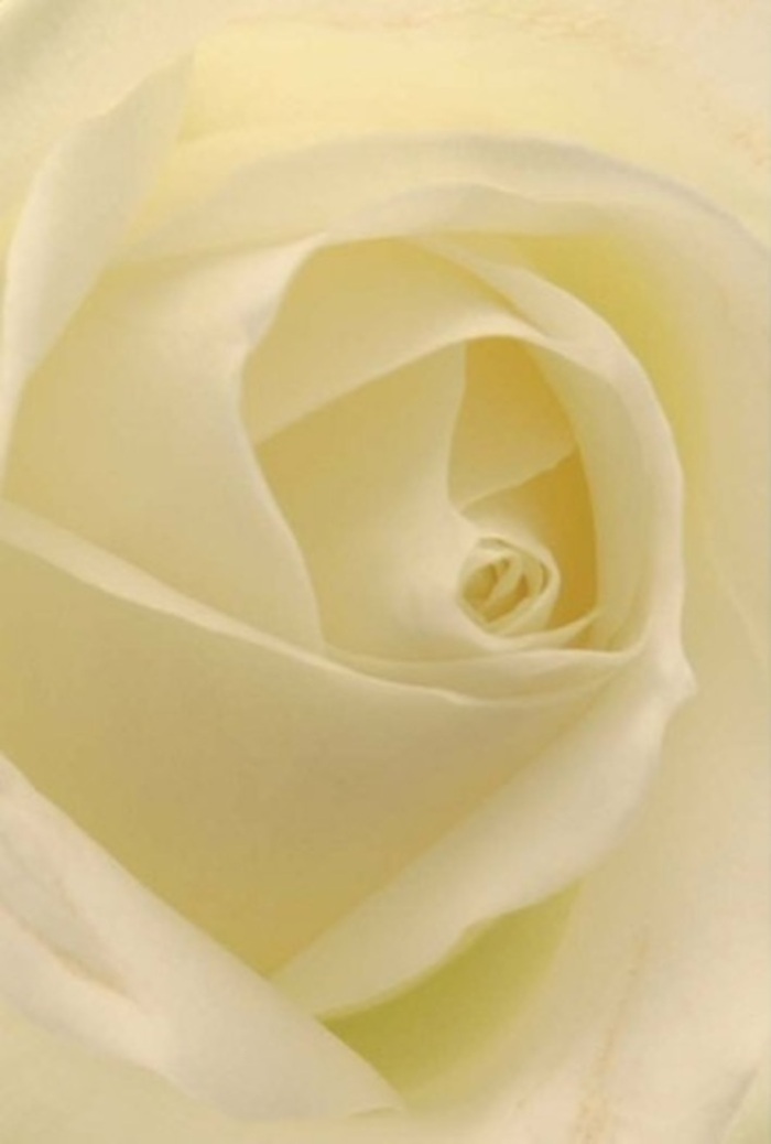 Encountering this exquisite white rose up close, you're enveloped by the luxurious softness and refinement of its petals-a vision distinctive to arrangements by local Upper Norwood florists. The petals form an intricate spiral, blending creamy whites and delicate blush, illuminated by gentle, diffused light reminiscent of a calm afternoon in Crystal Palace Park. The composition embodies tranquility: matte and plush textures invite your senses, while each layer's subtle gradation speaks of purity and resilience. It's easy to imagine this bloom as the centerpiece at a wedding ceremony in St. John the Evangelist, or offered with a quiet apology or heartfelt congratulation. The luminous core radiates understated strength, and the interplay of faint shadows adds to its natural allure. As a florist devoted to the Upper Norwood community, I see this rose not just as a flower, but as a messenger of sincerity, calm, and hope. Its serene aura and nearly imperceptible scent-a clean, sweet trace-make it universally appropriate for life's most meaningful moments.